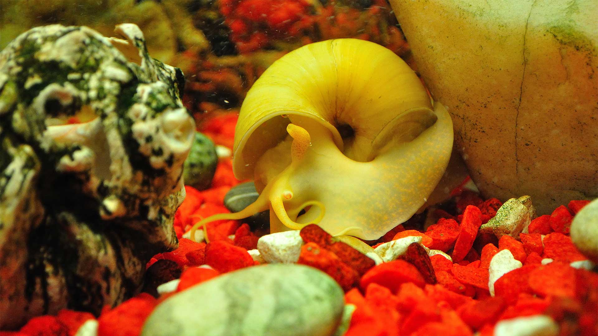 Apfelschnecke